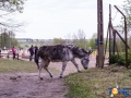 Dobre Miasto 2015-05-09_00017.jpg