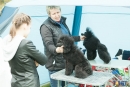 2016-05-01 dobre miasto wystawa psów psy (68)