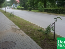 dobre miasto zwycięstwa połamane drzewa (6)