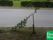 dobre miasto zwycięstwa połamane drzewa (7)