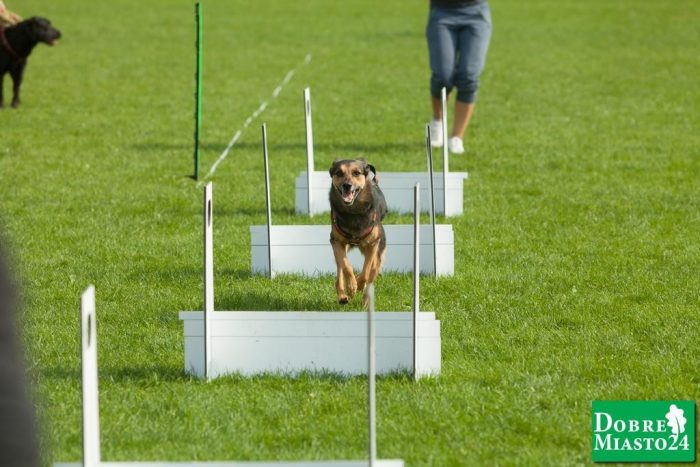 Zawody-konne-Dobre-Miasto_00032