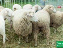 2017-09-03_świątki-dożynki_00002