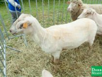 2017-09-03_świątki-dożynki_00003