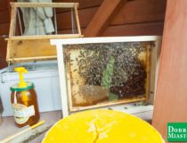 2017-09-03_świątki-dożynki_00030