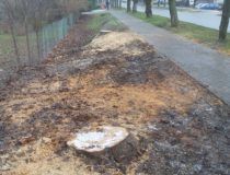 20171216_131332 (Medium)