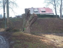 20171216_131709 (Medium)